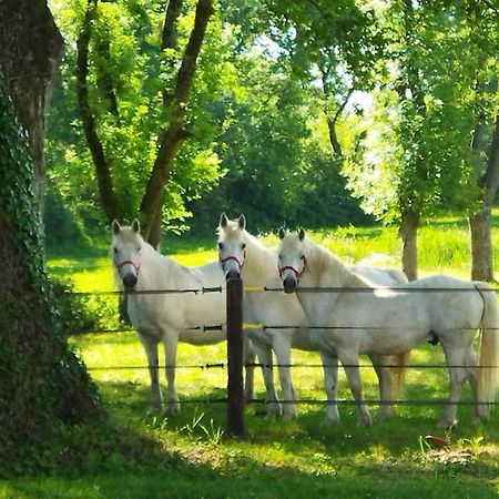 Maison De Campagne Au Coeur D'Un Elevage De Poneys Connemara Le Landreau Zewnętrze zdjęcie