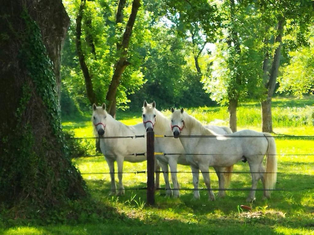 Maison De Campagne Au Coeur D'Un Elevage De Poneys Connemara Le Landreau Zewnętrze zdjęcie