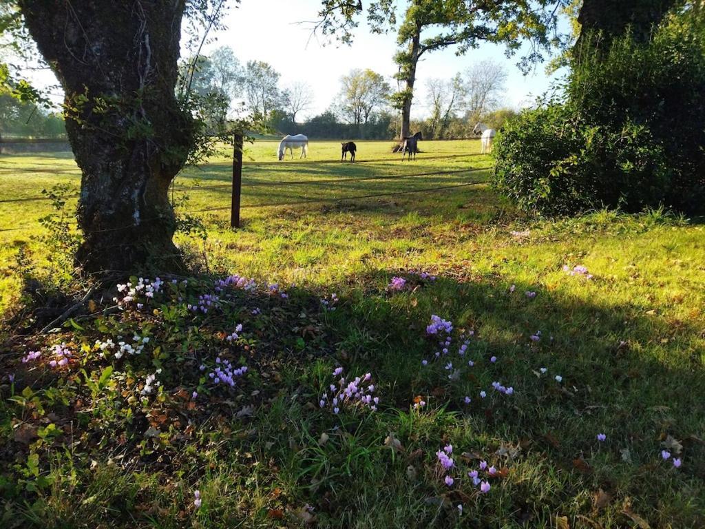 Maison De Campagne Au Coeur D'Un Elevage De Poneys Connemara Le Landreau Zewnętrze zdjęcie